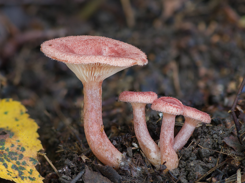 Lactarius spinosulus